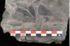 Foto (Detailansicht) von Thaumatopteris muensteri Goeppert (NHMW-GEO-2024-0188-10517)